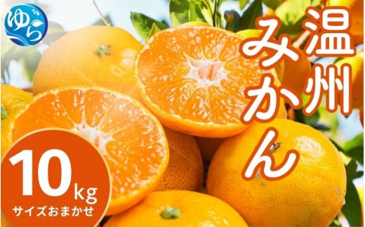 温州みかん 10kg (サイズおまかせ) ※2026年12月中旬～2027年1月下旬に順次発送予定 ※北海道・沖縄・離島配送不可 / ミカン 蜜柑 フルーツ 果物 柑橘 果実 由良町 国産 産地直送 和歌山県 【eiw004-r-10】