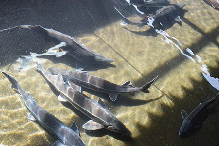 法皇キャビア（20ｇ）桐箱入り【限定200個】