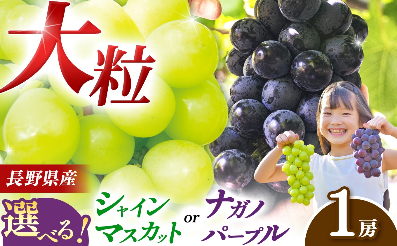 
            【先行予約】選べる品種!!【９月上旬頃～発送予定】 ナガノパープル（1房）or シャインマスカット（1房） | 果物 くだもの フルーツ 葡萄 ぶどう ブドウ ナガノ パープル シャインマスカット 長野県 塩尻市
          