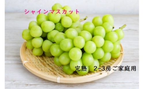 U-14　シャインマスカット　２～３房　1kg～1.2kg