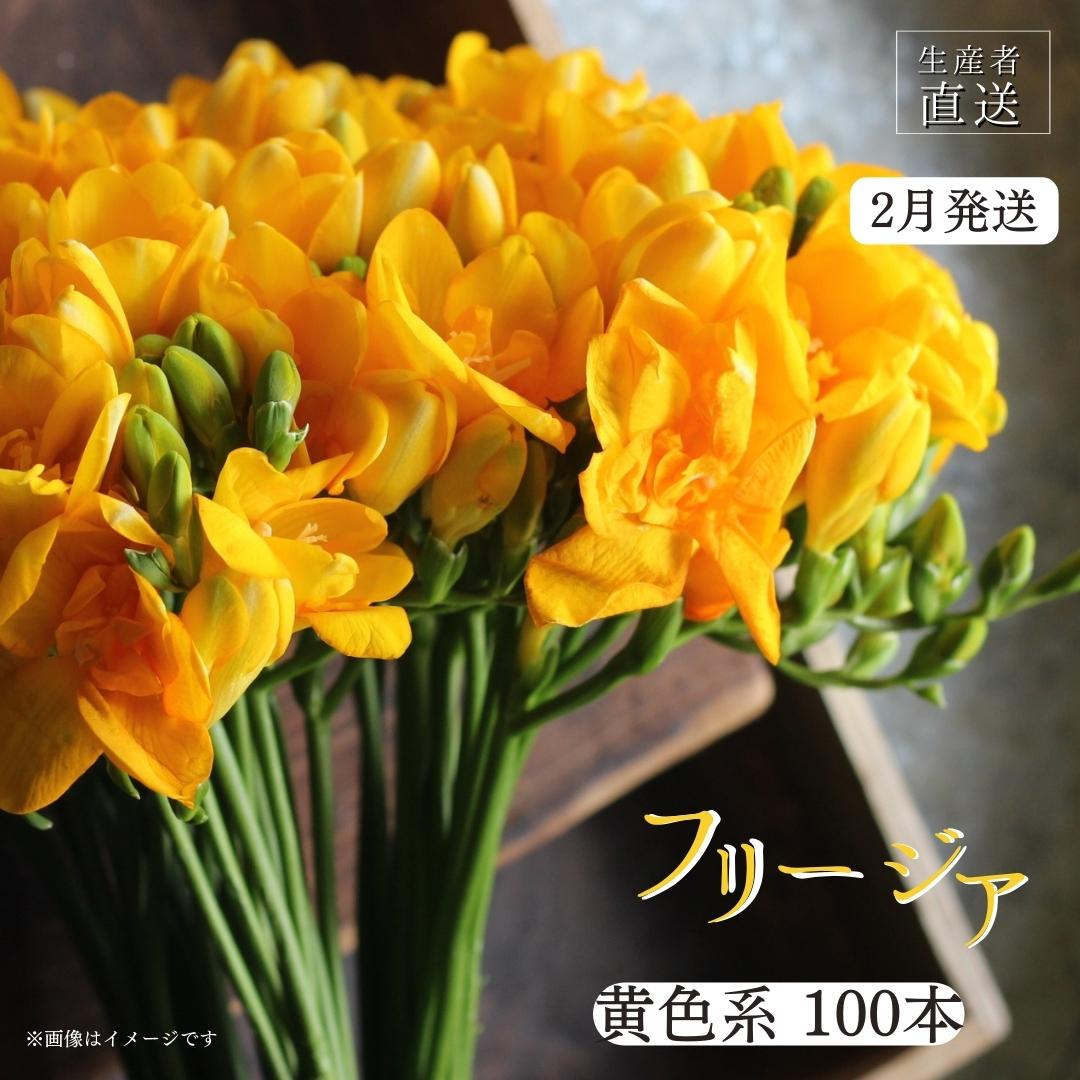 【ふるさと納税】【先行予約】2026年2月発送 フリージア 黄色 100本 生花 切り花