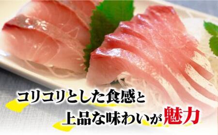 【コリコリ食感がたまらない！】新上五島町産 養殖 ヒラマサ （ヒラス） 1本【カミティバリュー】[RBP005]