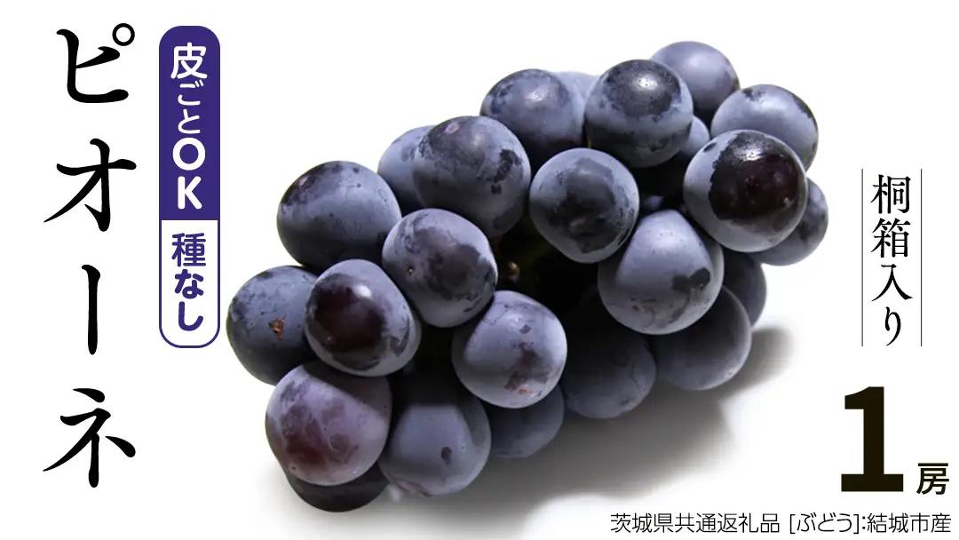 【 桐箱入り 】ピオーネ（ ぶどう ） 1房 【2026年8月から発送開始】（茨城県共通返礼品 [ぶどう]：結城市産） ギフト 贈答 フルーツ 果物