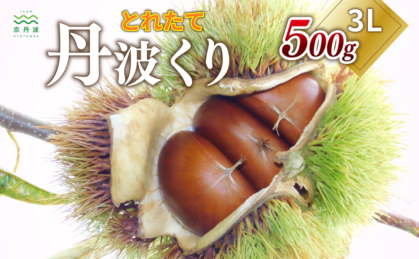 とれたて 丹波くり 3L 500g（京都　京丹波町産 丹波栗 生栗）【大粒 和栗 生栗 国産栗 地域限定 丹波栗 くり 栗 栗ご飯】 ※北海道・沖縄は配送不可