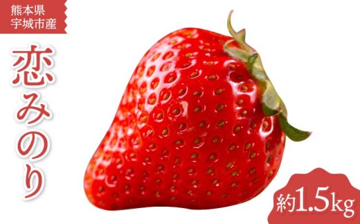 先行予約 宇城市産 恋みのり イチゴ 6パック 約1.5kg【2027年4月上旬から4月下旬順次発送予定】苺 いちご イチゴ 恋みのり