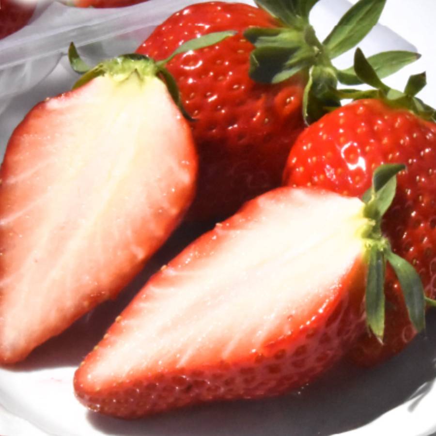 ＜嵯峨根農園＞京都産苺「章姫」240gx2（計480g）　