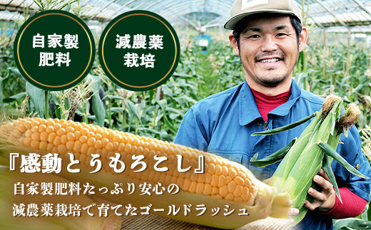 感動とうもろこし ( 約8kg / 20～26本 ) 数量限定 鹿児島産 ゴールドラッシュ ★2026年5月中旬以降発送★FR-522