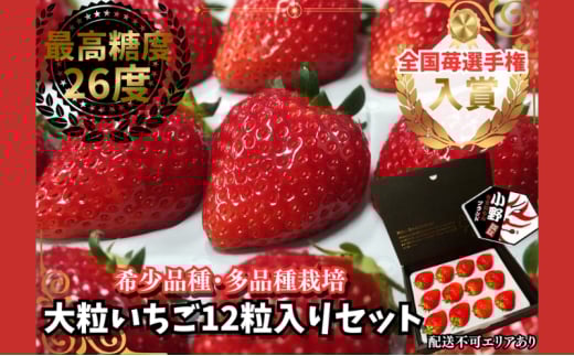 大粒いちご 12粒入りセット [ いちご イチゴ 苺 フルーツ 果物 新鮮 糖度 ] 果物類