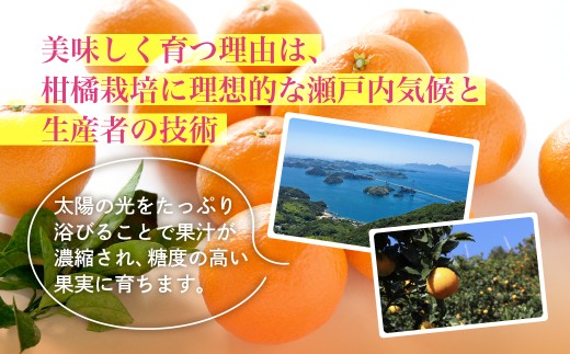 【先行受付】紅まどんな　化粧箱　秀3L～L　10～15玉　愛媛県　JAおちいまばり