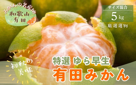 【初秋の美味】特撰 ゆら早生有田みかん 5kg+200g(傷み補償分)【2026年10月中旬～11月上旬頃に順次発送予定】※北海道・沖縄・離島配送不可 / 和歌山 ミカン オレンジ 柑橘 フルーツ 果物 旬【ard051D】