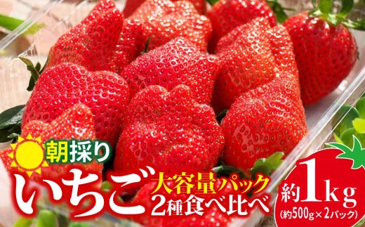 いちご 2種食べ比べ 大容量パック 約500g×2パック 1kg | コク 甘み 朝採れ イチゴ 苺 高品質 たっぷり 新鮮 完熟 旬 ストロベリー 高級 産地直送 果汁 甘い あまい 人気 高評価 高糖度 ごほうび プレゼント 朝採れ やよいひめ ななか 恋みのり あまおとめ あすかルビー 贈答用 群馬県 前橋市