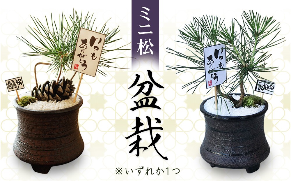 
                  ミニ松 盆栽 | 盆栽 松 観葉植物 インテリア 癒し プレゼント ギフト 敬老の日 誕生日 お祝い 送料無料 岐阜 瑞穂市 はなのかファーム ※2026年6月～発送
                