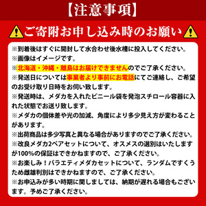 ＜数量限定＞境港改良メダカセット(4匹・2ペア)AMBあらしまやメダカブラック 改良メダカ 生き物 生体 メダカ めだか お魚 魚 観賞魚 ペット 飼育【sm-CI001】【あらしまやメダカ】