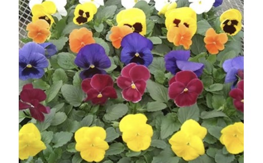 
            産地直送の元気なパンジー！４０個詰め合わせ
          