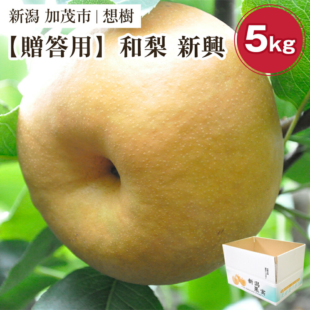 【ふるさと納税】【2025年先行予約】【贈答用】新潟県産和梨 新興 約5kg（6〜14玉） 《10月中旬から順次発送》梨 なし ナシ 新興 しんこう 果物 果樹 フルーツ 樹上完熟 加茂果樹専門家集団 加茂市 想樹