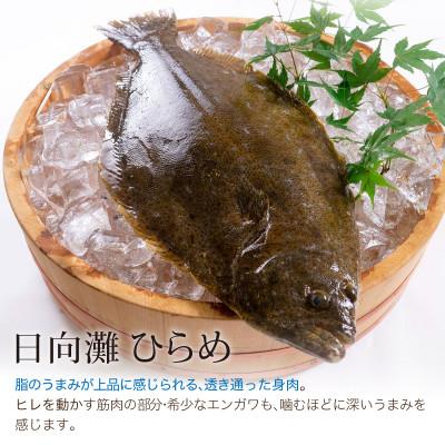 ふるさと納税 門川町 ヒラメのお刺身(1尾分:約300g〜400g)(門川町) |  | 02