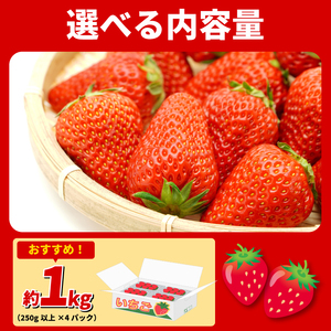 いちご 1kg 紅ほっぺ 苺 イチゴ いちご いちご いちご