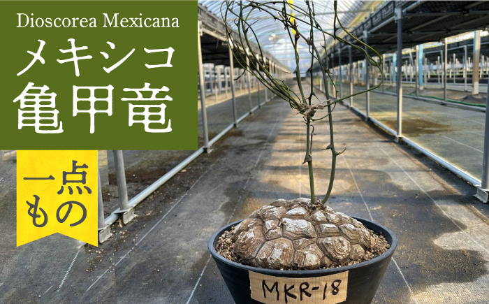 
Dioscorea Mexicana メキシコ亀甲竜 （個体番号MKR-18） 長与町/アグリューム [EAI143]
