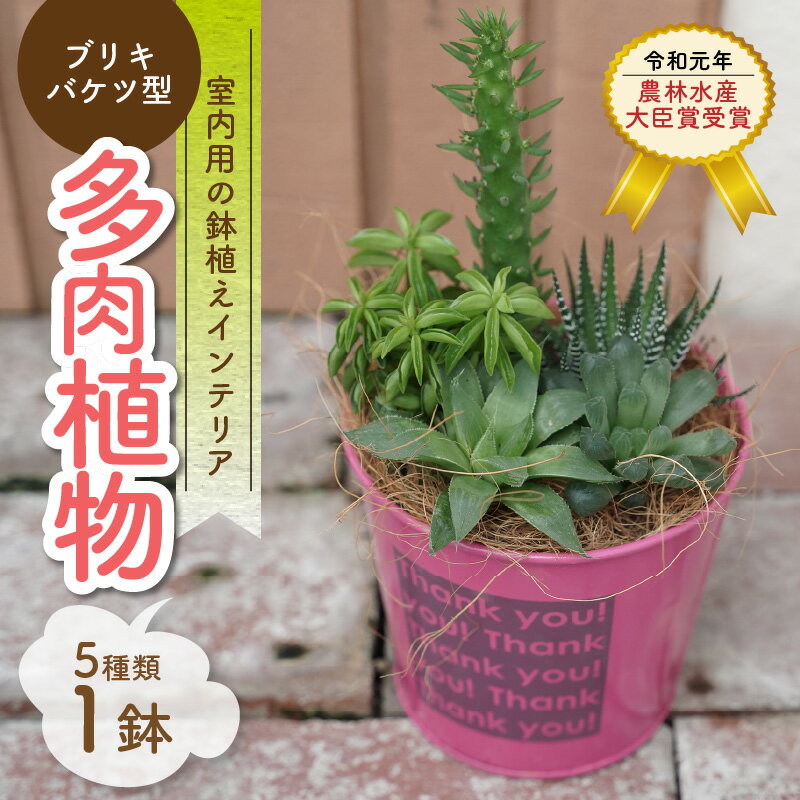 【ふるさと納税】【令和元年 農林水産大臣賞受賞】 多肉植物 5種 ブリキバケツ 型 室内用 鉢植え インテリア ギフト 癒し 乾燥 強い 水やり 2週間 1回 お手入れ 少ない 育てやすい 人気 風水 寄せ植え 明るい 室内 300種類 生育 愛知県 碧南市 送料無料