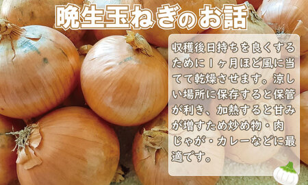 【先行予約受付中】タマネギ（晩生玉ねぎ）なかはら農園 （10kg）サイズ2L～Mサイズ （たまねぎ、玉葱）A070-022