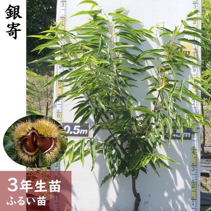 
            ＜すだ農園＞3年生苗 クリ(栗 中生種) 銀寄(ぎんよせ)[ふるい苗 2023年]苗木 接ぎ木 実がなる 庭木 大苗 果樹 ※北海道・沖縄・離島への配送不可 ※2025年11月中旬～2026年3月下旬頃に順次発送予定
          