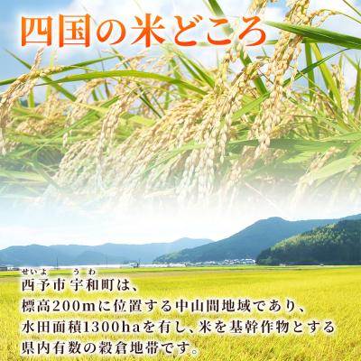 ふるさと納税 西予市 新米<令和7年産 コシヒカリ 玄米 30kg> 国産 R7 米 宇和米 げんまい お米 銘柄米 |  | 01
