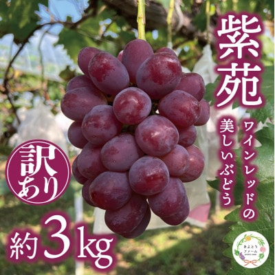 【2026年先行予約】【訳あり】紫苑(しえん)  ご家庭用 約3kg(岡山県産) デラウエアの味わい【配送不可地域：離島】