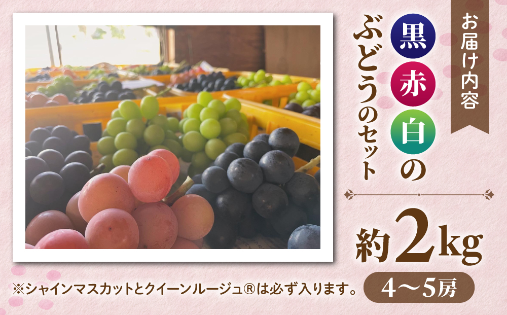【おぎはら園】農家直送！贈答用3色ぶどうの詰め合わせセット 2kg（4～5房）｜シャインマスカット、種なし巨峰、ナガノパープル 、クイーンニーナ、クイーンルージュ®など　※2025年9月中旬～10月上