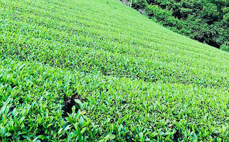 No.515 グリーンティーと森の蜂蜜のチーズテリーヌ