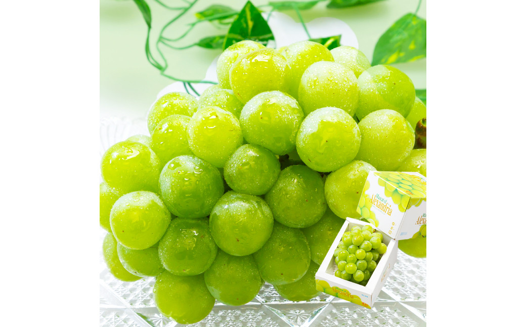 
            【先行予約】岡山県産 マスカット・オブ・アレキサンドリア 1房（700g以上・秀品以上 ）化粧箱入り【2026年7月上旬～7月下旬まで順次発送予定】【シャインマスカット 果物 フルーツ 国産 人気 おすすめ 岡山県 倉敷市】
          