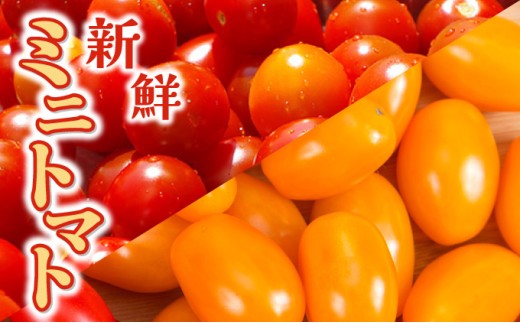 【先行販売】【ファーム雫】食べ比べセット　ミニトマト赤＆オレンジ計２kg【a127-005】 赤＆オレンジ