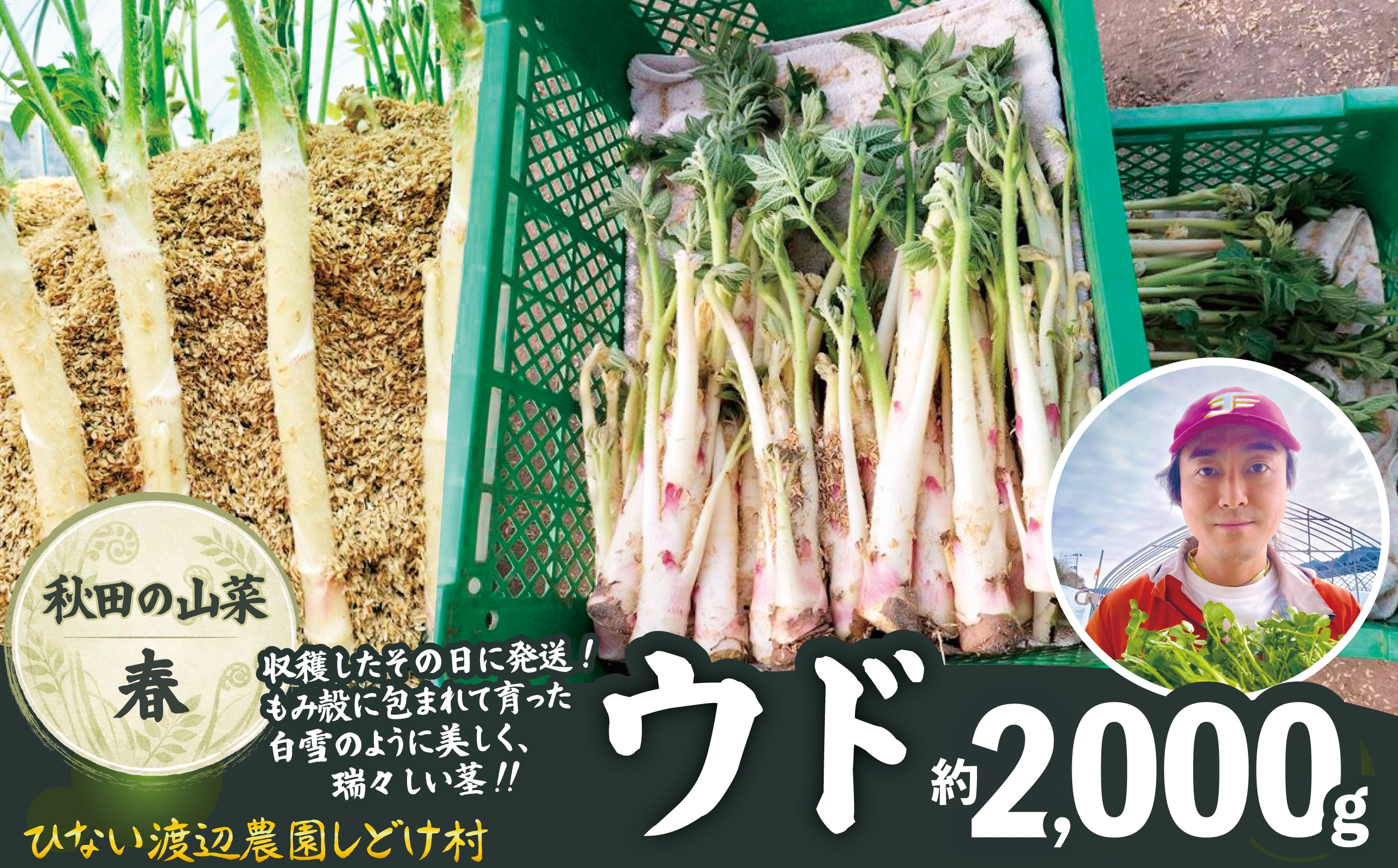 
                  ウド 約2000g 北国の春の香りをお届けします 120P3203 /  東北 秋田 大館 山菜 山 自然 春の山菜 おひたし 酢味噌和え ウド北国の春の香り 天ぷら うどん どうぜん ほんうど やまくじら ヤマウド
                