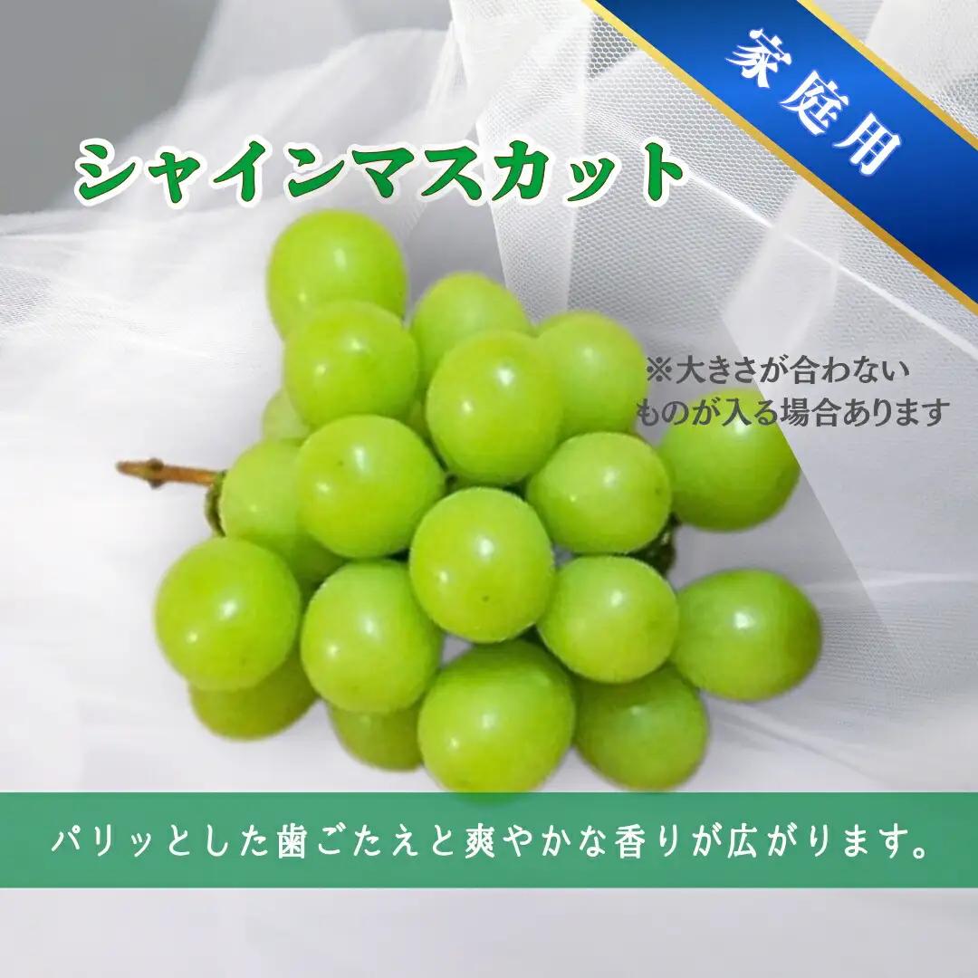 【2026年先行予約】ナガノパープル & シャインマスカット  家庭用 約2kg（3~5房）｜ ナガノパープル