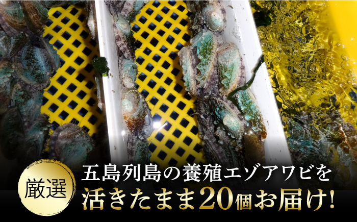 【全6回定期便】【活きたままお届け！】 上五島産 養殖 ひとくち アワビ 厳選 20個【豊建設株式会社】 [RAE007]