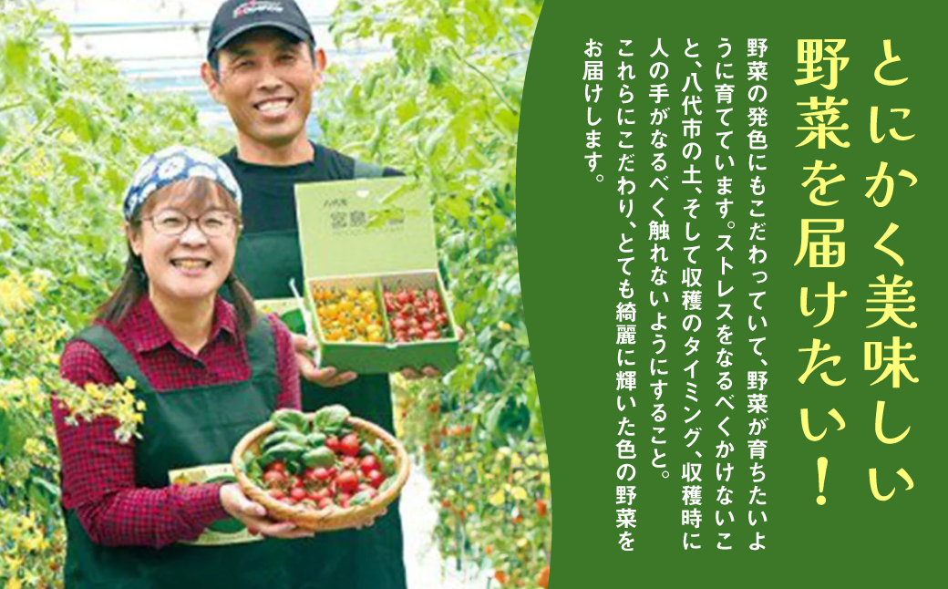 ミニトマト (黄色) 1.2kg 八代市産 宮島農園 トマト 甘い サラダ 国産 熊本県産_イメージ4