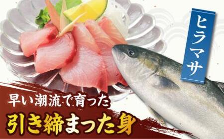 【コリコリ食感がたまらない！】新上五島町産 養殖 ヒラマサ （ヒラス） フィーレ 3枚おろし （カマ入り）【カミティバリュー】[RBP006]