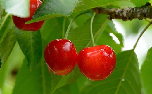 【令和7年産先行予約】 さくらんぼ 「紅秀峰」 約500g (秀 2L