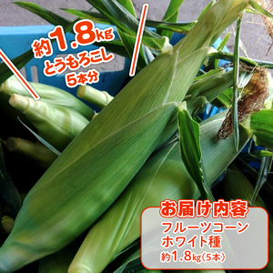 【2026年先行予約 / 数量限定 とうもろこし】フルーツコーン ホワイト種 5本 とうもろこし