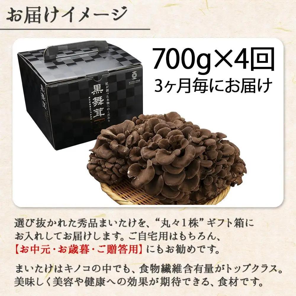 【定期便 全4回】 新潟県 南魚沼産 厳選 国産 黒 高級 舞茸 まいたけ 産地直送 700g 大平きのこ研究所