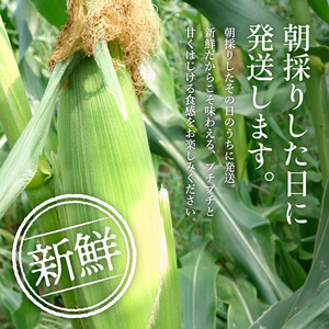 とうもろこし 朝どれ とうもろこし 2027年産【15本 約6kg】【冷蔵】