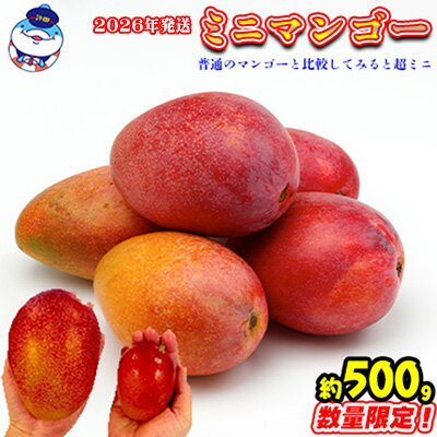 【ふるさと納税】2026年発送　道の駅許田のミニマンゴー　約500g マンゴー 小ぶり ミニサイズ 濃厚 産地直送 南国 フルーツ くだもの 果物 果実 贅沢 スイーツ デザート 旬の果物 沖縄 名護 国産 人気 おすすめ 先行予約