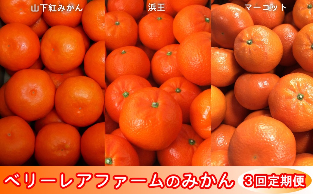 
                  【定期便セット】ベリー・レア・ファームの「みかん」定期便 2.5㎏×3回（山下紅みかん、浜王、マーコット）
                