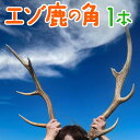 【ふるさと納税】エゾ鹿の角　1本（北海道・しか・シカ・工作・手作り・DIY・自由研究・自然・キャンプ・アクセサリー）