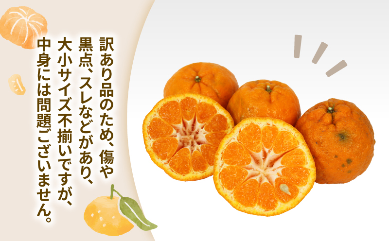 訳あり ポンカン 約10kg 協徳ガーデン 先行予約 予約受付 訳アリ わけあり ぽんかん 甘い 濃厚 ジューシー 果物 くだもの フルーツ 柑橘 みかん mikan 宇和島みかん 愛媛蜜柑 愛媛ミカ