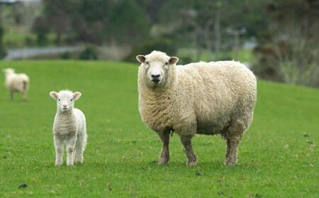 【ブラウン】ウール毛布 （毛羽部分） シングル 140x200cm ブラウン WOOL-1 BR