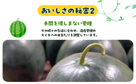 サンブラックスイカ　SMAF005