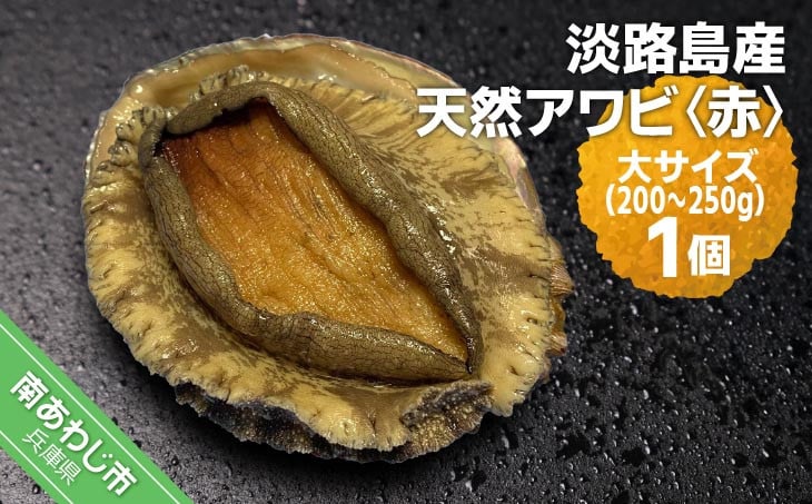 
                  淡路島産天然アワビ（赤）大サイズ〈1個〉
                