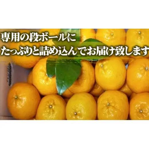 【 早期予約受付開始 】 立目産 ポンカン 10 kg 贈答用 2027年1月 下旬より順次発送 高知 須崎 KHN004