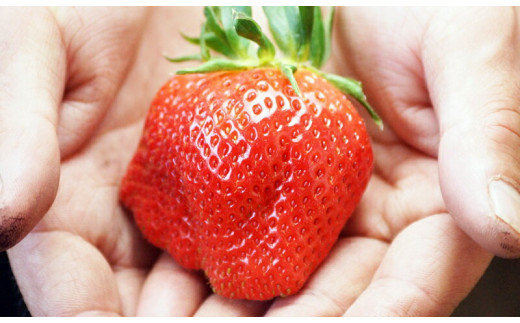 【先行予約】大粒厳選いちご やよいひめ 900g（450g×２パック）苺大野屋 宮崎県西都市＜3-51＞苺 いちご 果物 くだもの フルーツ 贈答用 ギフト 大粒900ｇ(450ｇ×2パック)【寄附額