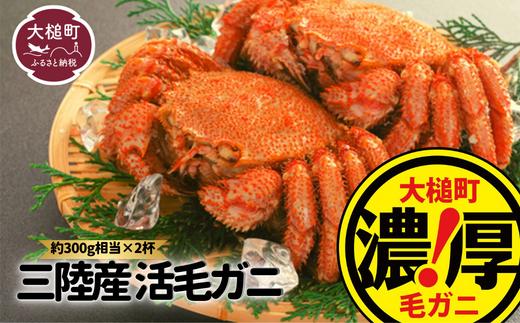 【令和7年発送】【期間限定3月～5月発送】三陸産 活毛ガニ（約300g相当×2杯）【0tsuchi01226】【03】